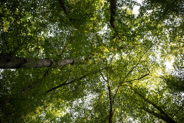 Leaves twigs green and yellow color beautiful background. Summer forest. Nature of Azerbaijan close up.