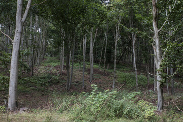 Scanian forest