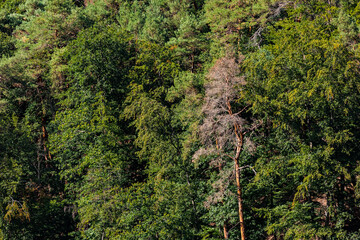 Drohnenbild einzelner kranker Fichten in einem grünen Mischwald in Deutschland