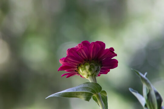 Purple Pink Flower against blurry green background with green stem and leaf