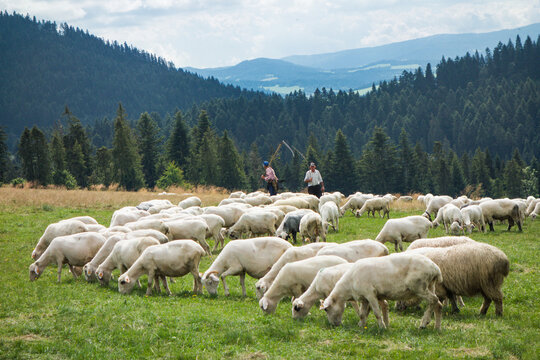 Wypas owiec w Pieninach. Polana Majerz nad Jeziorem Czorsztyńskim.