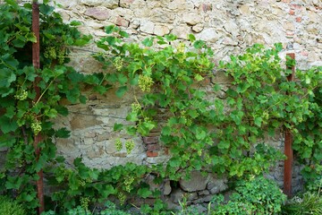 Lukov. Castle ruins. Vineyard near the castle wall. East Moravia. Czechia. Europe.