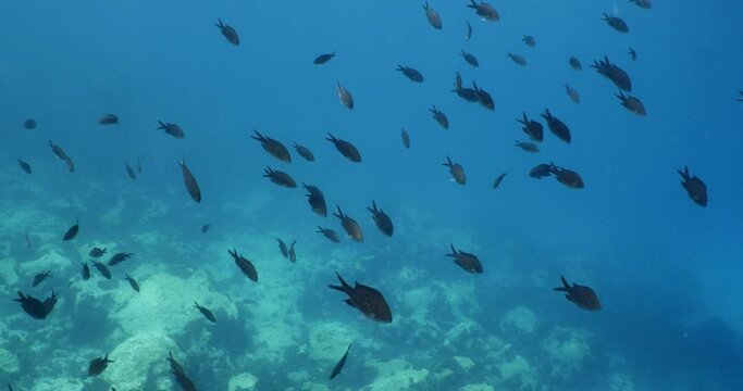 underwater scenery blue water damsel fish school ocean scenery mediterranean