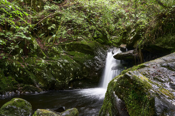 Cascada en un Bosque frondoso en Galicia