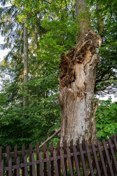 Stare Hamry. The maple is falling apart behind the fence at the cemetery.  Northeast Moravia. Czechia. Europe.