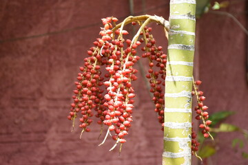 açai fruit in a bunch
