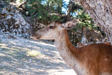 Wild red deer, Cervus elaphus, at Parnitha forest mountain, Greece. Blur background.