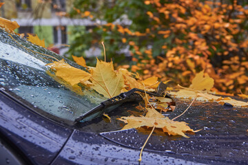 autumn leaves that fell on a wet car after the rain