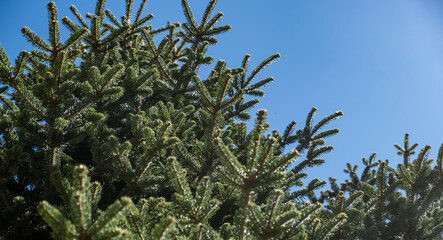 Fir tree foliage close up, blue sky background
