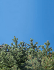 Fir tree needles close up, blue sky background