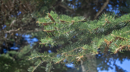 Fir tree needles close up, blur nature background