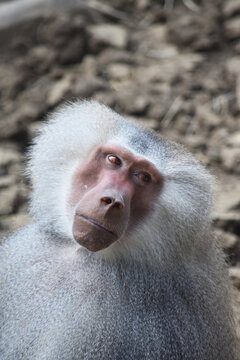 portrait of a young baboon