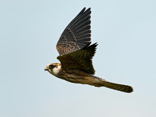 Red-footed falcon (Falco vespertinus)