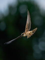 Red-footed falcon (Falco vespertinus)