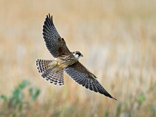 Red-footed falcon (Falco vespertinus)