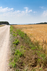 Fototapeta na wymiar Unsurfaced dirt and dust road passing close to yellow wheat agricultural field, sunny weather with blue sky