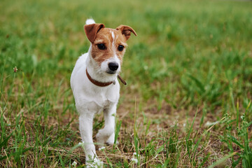 Dog on the grass in summer day. Jack russel terrier puppy portrait