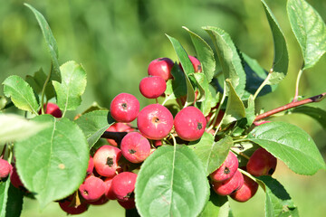 Red bright fruits of a wild Apple tree on the branches of trees