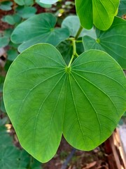 heart-shaped green leaf