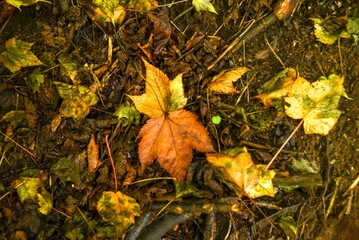 autumn leaves on the grass
