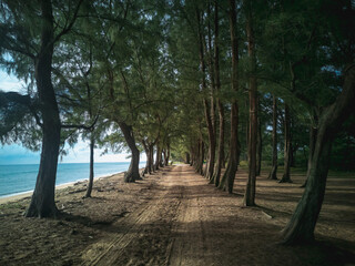 Fototapeta premium path in the woods