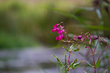 Pink flowers on a river bank with bokeh