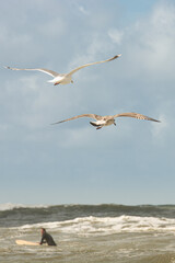 Seagulls and Surfing