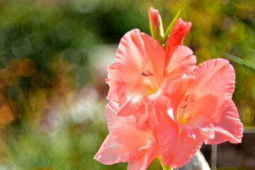 Fototapeta premium Yellow and blue gladiolus on the background of bricks with bokeh