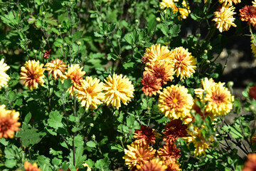 Yellow bright flowers chrysanthemum Korean oak in the garden