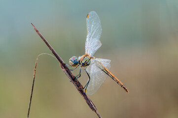 Early in the morning dragonfly on a blade of grass dries its wings from dew under the first rays of the sun before flight