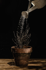 Maceta con planta seca regada con agua en una regadera