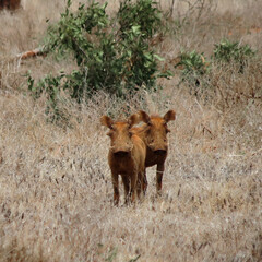 Fototapeta premium Two wild pigs in the middle of the sabana