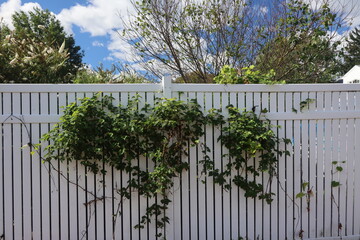 White picket fence with the bushes growing through the fence.