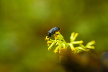 fly on leaf