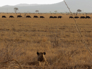 A lioness in front many buffalos