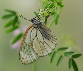 Aporia crataegi butterfly on a  wild flower early in the morning waiting for the first rays of the...