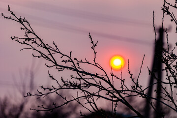 Dramatic sunset, red sky and black branches silhouettes