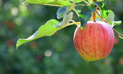 Reife rote Äpfel im Herbst - Apfelbaum und Apfelernte in Südtirol