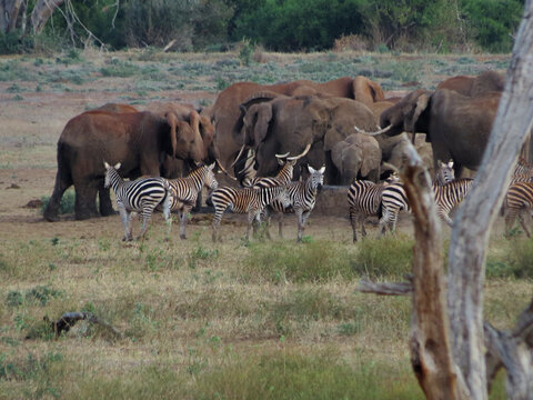 รูปภาพSabana – เลือกดูภาพถ่ายสต็อก เวกเตอร์ และวิดีโอ7,206 | Adobe Stock