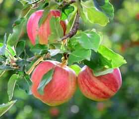 Rote reife Äpfel im Sonnenlicht am Apfelbaum im Obstgarten 