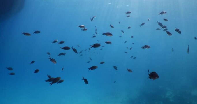 underwater scenery blue water damsel fish school ocean scenery mediterranean