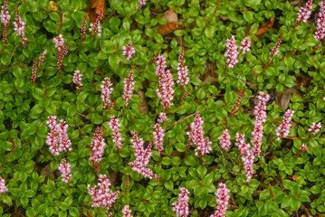 Obraz premium pink and green leaves