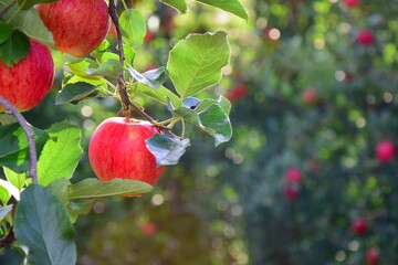 Rote reife Äpfel im Sonnenlicht am Apfelbaum im Obstgarten 