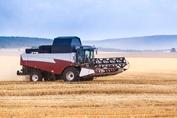 Fototapeta premium A combine harvester drives through an agricultural field