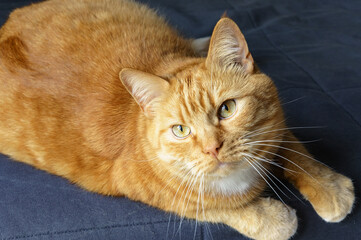 Red Cat. Beautiful domestic red cat. The cat is clean healthy groomed.