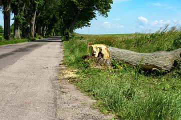 Obraz premium Cut down trees. Logging. Stumps of felled trees. Trunk of a felled tree.