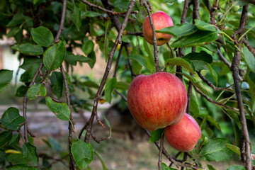 Red ripe apples on a tree