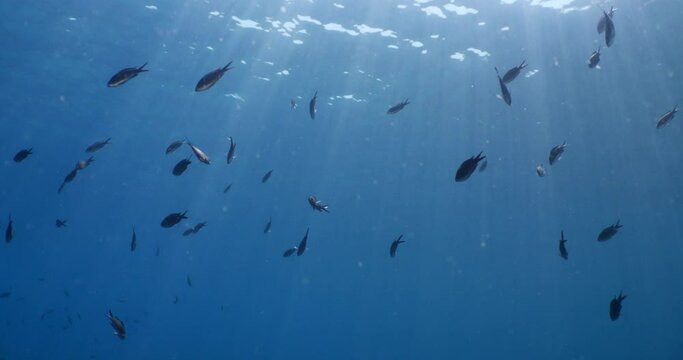 underwater scenery blue water damsel fish school ocean scenery mediterranean