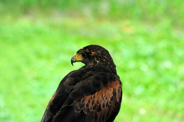 Golden Eagle