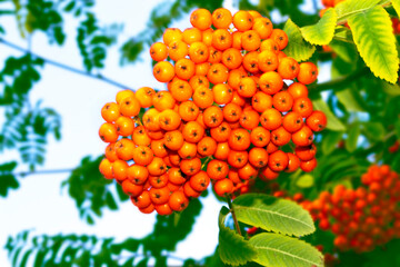 Rowan berries, Sorbus aucuparia, tree mountain ash.